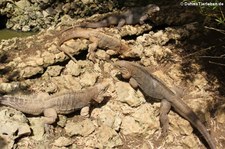 Kubanische Wirtelschwanzleguane (Cyclura nubila nubila) im Barbados Primate Research Centre and Wildlife Reserve