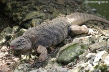 Kubanischer Wirtelschwanzleguan (Cyclura nubila) im Barbados Primate Research Centre and Wildlife Reserve