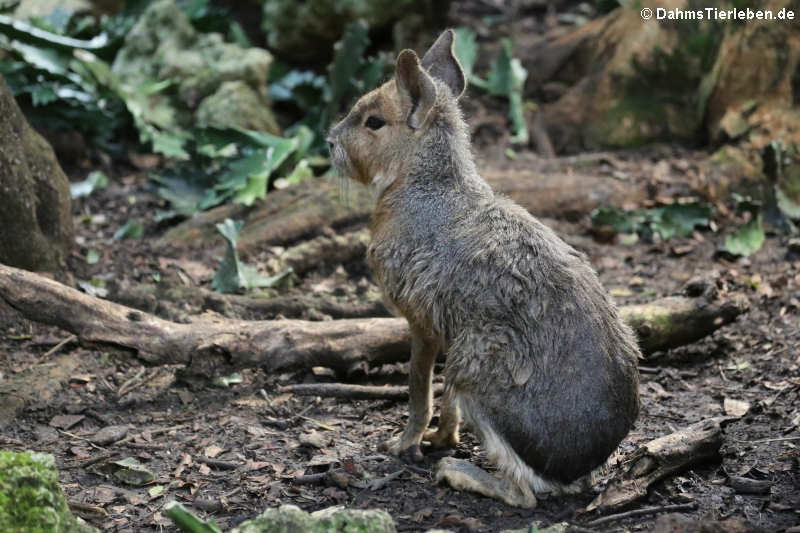 Großer Pampashase oder Mara (Dolichotis patagonum)