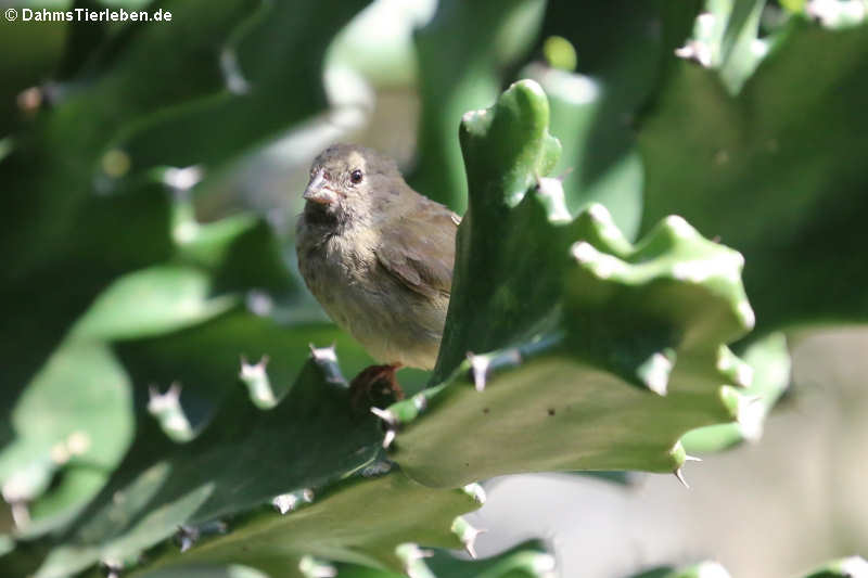 Loxigilla barbadensis