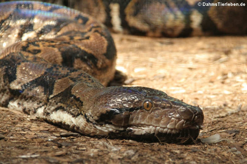 Malayopython reticulatus