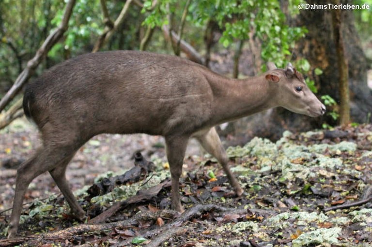 Mazama americana