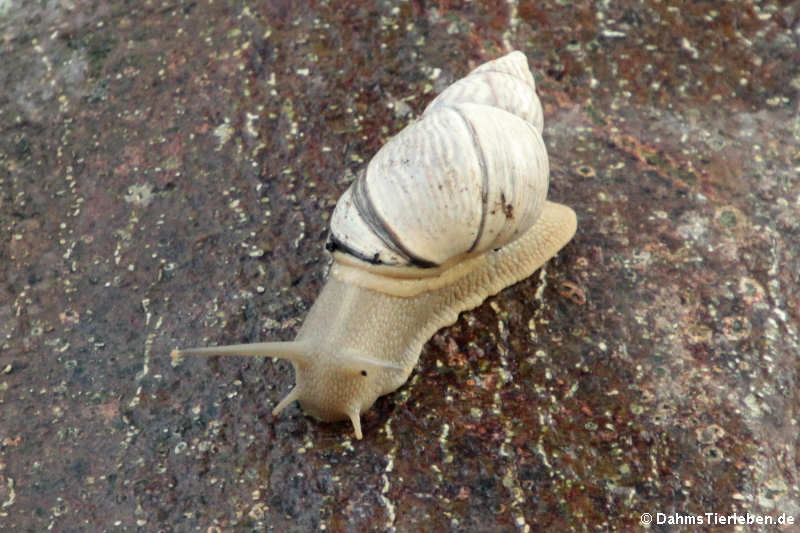 Orthalicus undatus