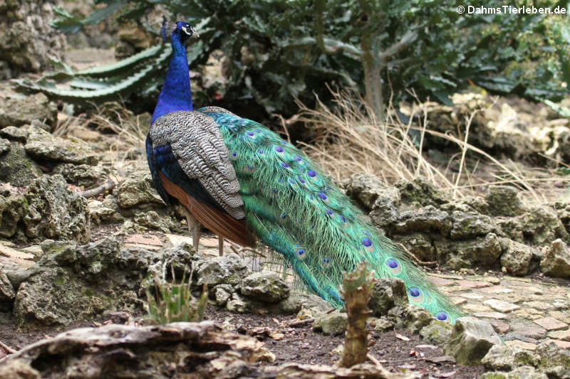 Blauer Pfau (Pavo cristatus)