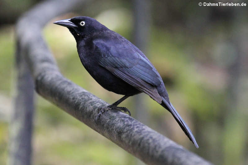 Quiscalus lugubris fortirostris-2