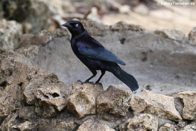 Trauergrackel (Quiscalus lugubris fortirostris)