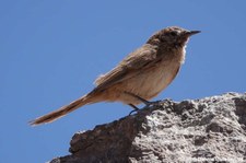 Asthenes modesta-1
