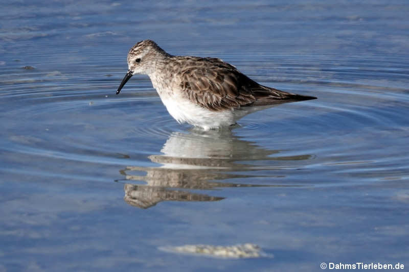 Calidris bairdii-1