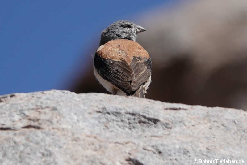 Braunmantel-Ammertangare Idiopsar dorsalis-2