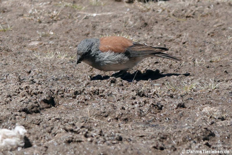 Braunmantel-Ammertangare Idiopsar dorsalis-3