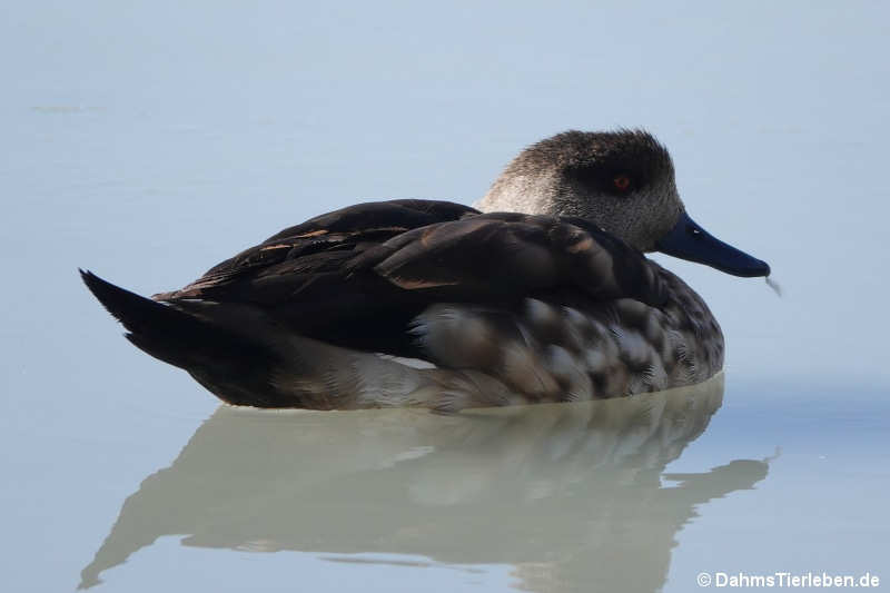Lophonetta specularioides alticola-2