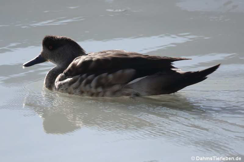 Lophonetta specularioides alticola-2
