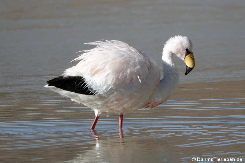 Phoenicoparrus jamesi-4