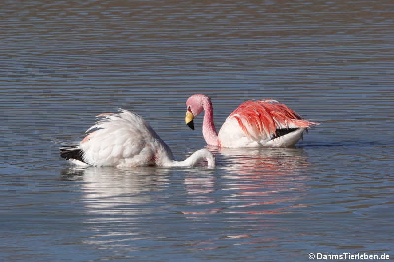 Phoenicoparrus jamesi-2