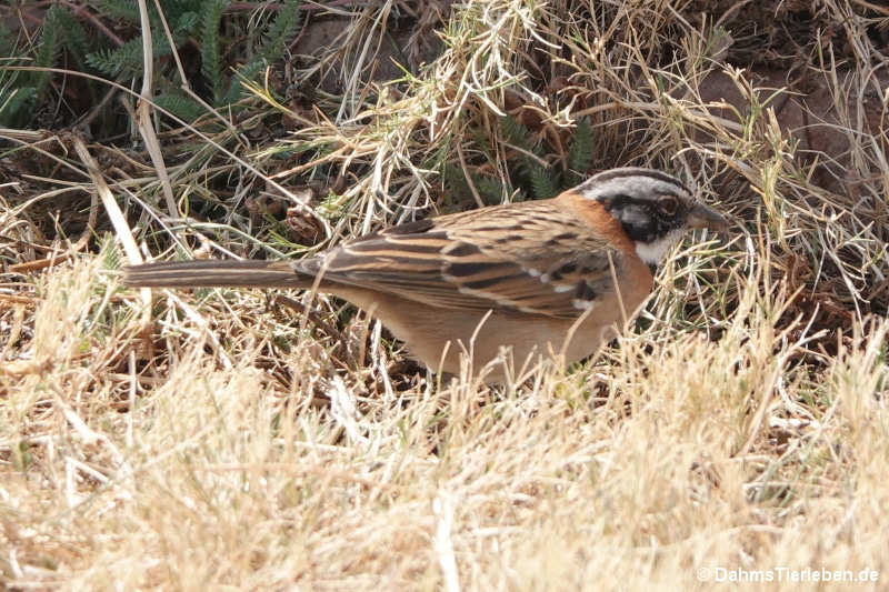 Morgenammer (Zonotrichia capensis)