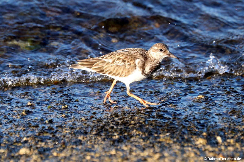 Arenaria interpres morinella