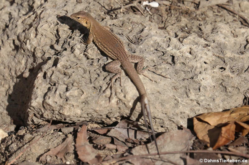 Cnemidophorus ruthveni