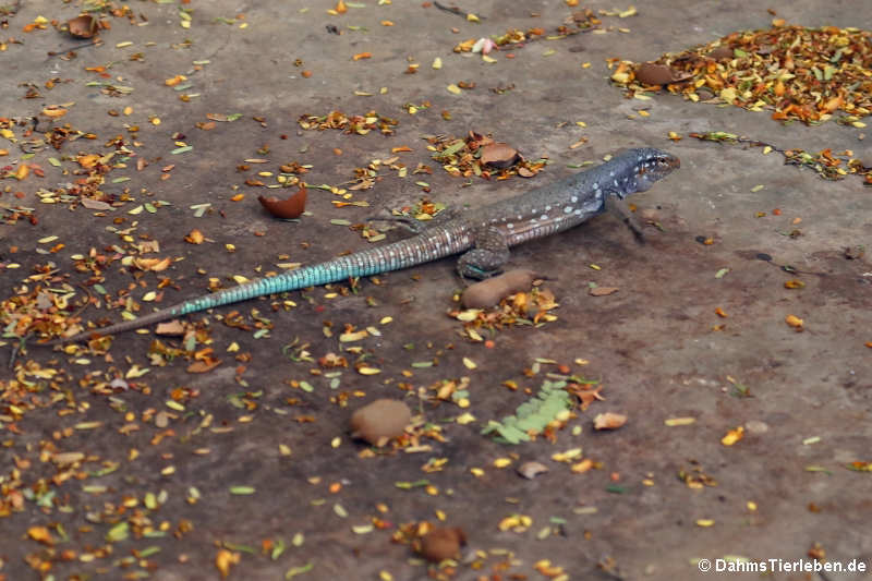 Bonaire Rennechse Cnemidophorus ruthveni-5