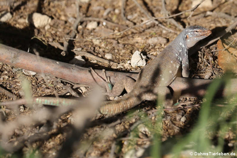 Cnemidophorus ruthveni