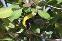 Coereba flaveola bonairensis