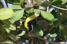Zuckervogel (Coereba flaveola bonairensis) auf der Karibikinsel Bonaire