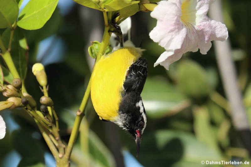 Coereba flaveola bonairensis