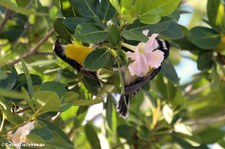 Zuckervogel (Coereba flaveola bonairensis) auf der Karibikinsel Bonaire