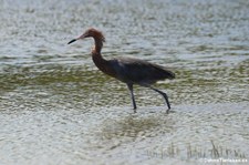 Rötelreiher (Egretta rufescens rufescens) auf Bonaire