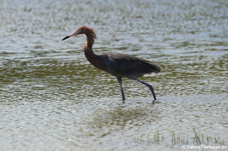 Egretta rufescens rufescens