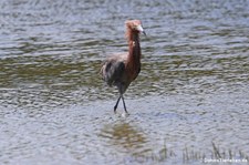 Rötelreiher (Egretta rufescens rufescens) auf Bonaire