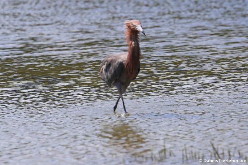 Egretta rufescens rufescens