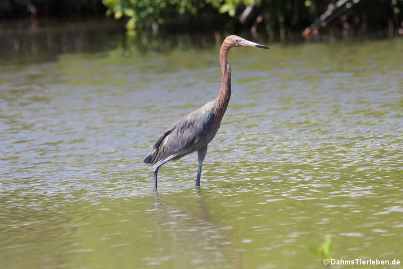 Rötelreiher (Egretta rufescens rufescens)