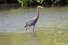 Rötelreiher (Egretta rufescens rufescens) auf Bonaire