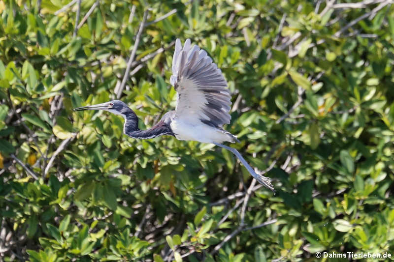 Dreifarbenreiher (Egretta tricolor ruficollis)