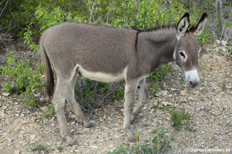 Wildesel (Equus africanus africanus)