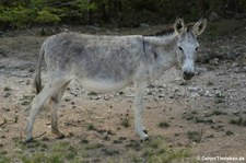 Nubischer Wildesel (Equus africanus africanus) auf Bonaire