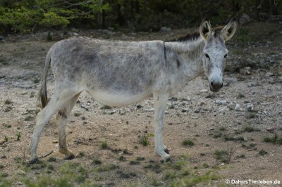 Wildesel (Equus africanus africanus)
