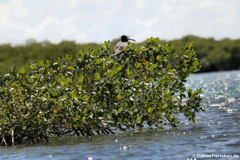 Prachtfregattvogel (Fregata magnificens) in den Mangroven