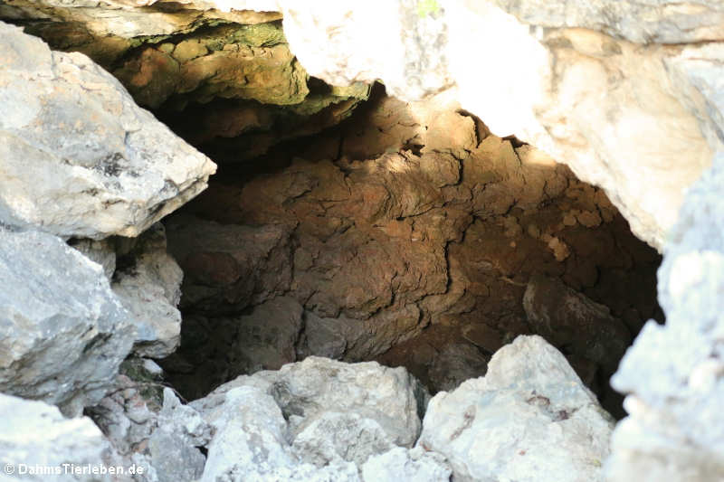 In dieser Höhle südlich von Rincon haben die Arawak-Indianer Schutz gefunden