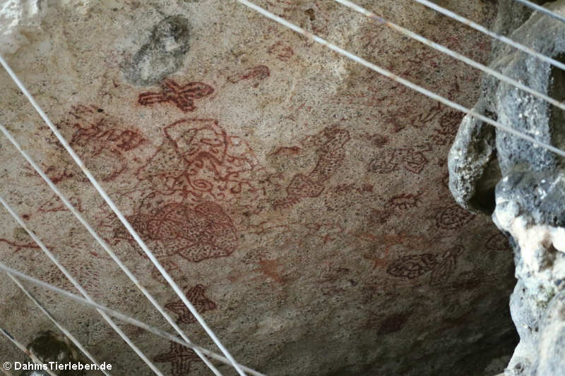 Petroglyphen in Boka Onimá