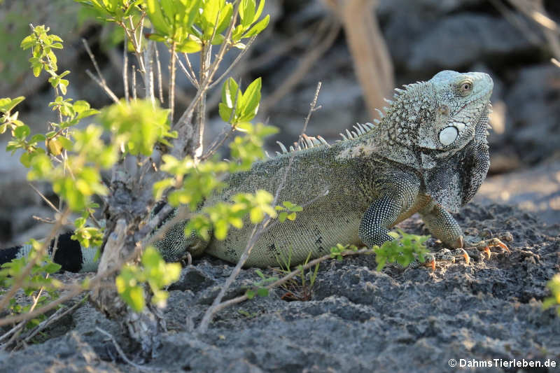 Grüner Leguan (Iguana iguana)