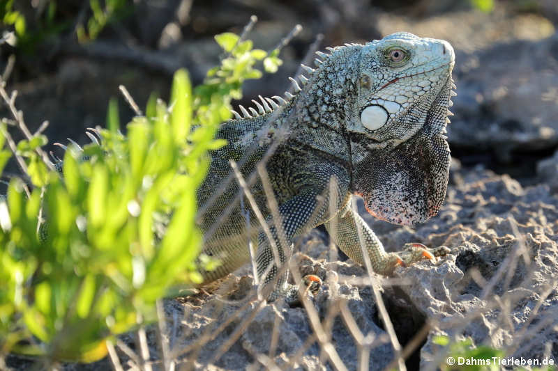 Grüner Leguan auf Bonaire