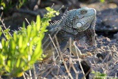 Grüner Leguan (Iguana iguana)