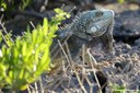 Iguana iguana