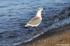 Junge Aztekenmöwe (Leucophaeus atricilla atricilla) auf Bonaire