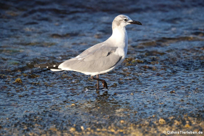 Junge Aztekenmöwe (Leucophaeus atricilla atricilla)