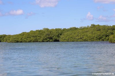 Mangroven am Lac Bay