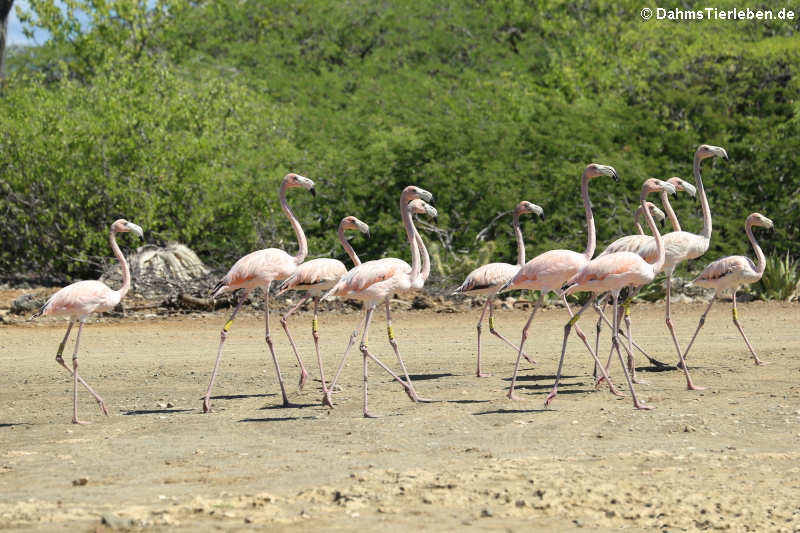 Phoenicopterus roseus