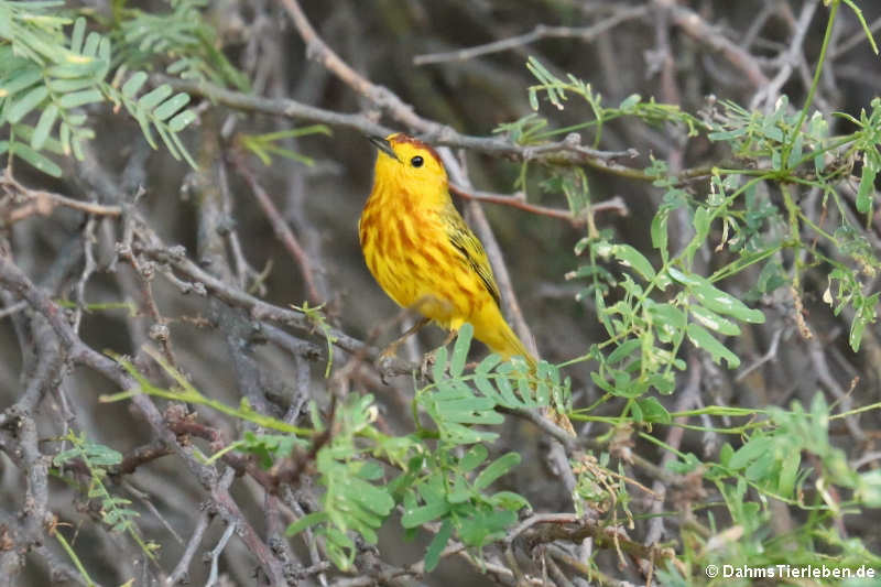 Setophaga petechia rufopileata