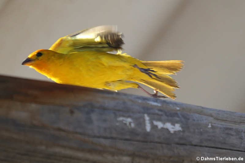 Sicalis flaveola flaveola